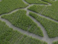 Maislabyrinth Venne 2014