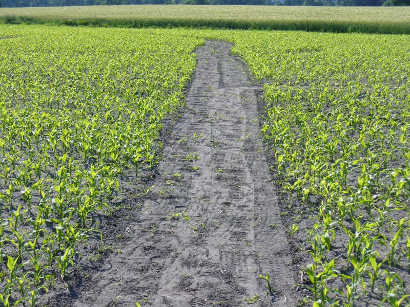 Maislabyrinth Venne 2014 - Fotogalerie - 19 von 100