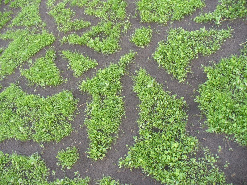 Maislabyrinth Venne 2014 - Fotogalerie - 26 von 100