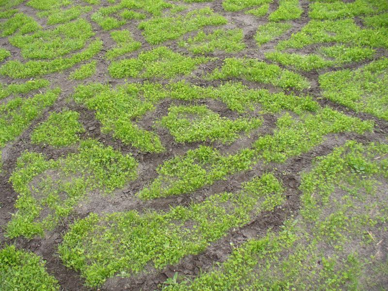 Maislabyrinth Venne 2014 - Fotogalerie - 33 von 100