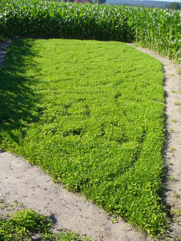 Maislabyrinth Venne 2014 - Fotogalerie - 55 von 100