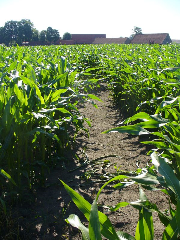 Maislabyrinth Venne 2014 - Fotogalerie - 57 von 100