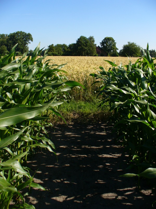 Maislabyrinth Venne 2014 - Fotogalerie - 60 von 100