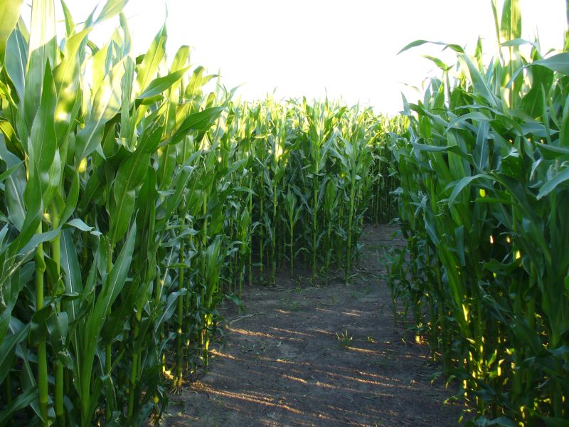 Maislabyrinth Venne 2014 - Fotogalerie - 69 von 100