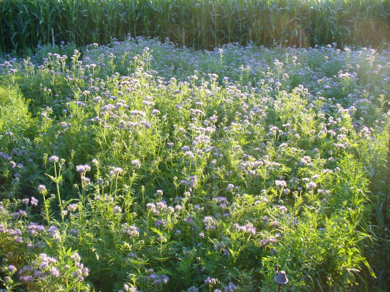 Maislabyrinth Venne 2014 - Fotogalerie - 70 von 100