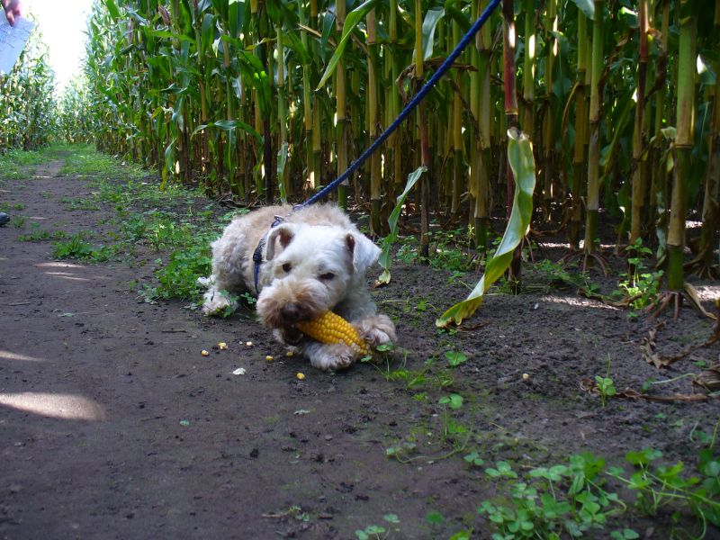 Maislabyrinth Venne 2014 - Fotogalerie - 94 von 100