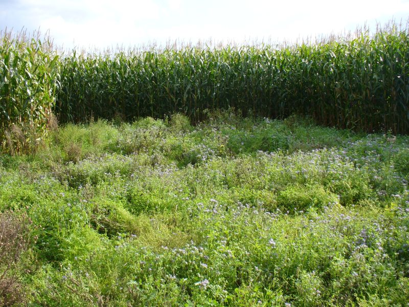 Maislabyrinth Venne 2014 - Fotogalerie - 95 von 100