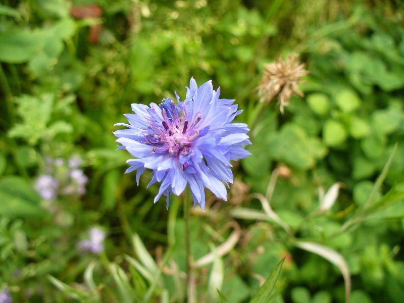 Maislabyrinth Venne 2014 - Fotogalerie - 96 von 100