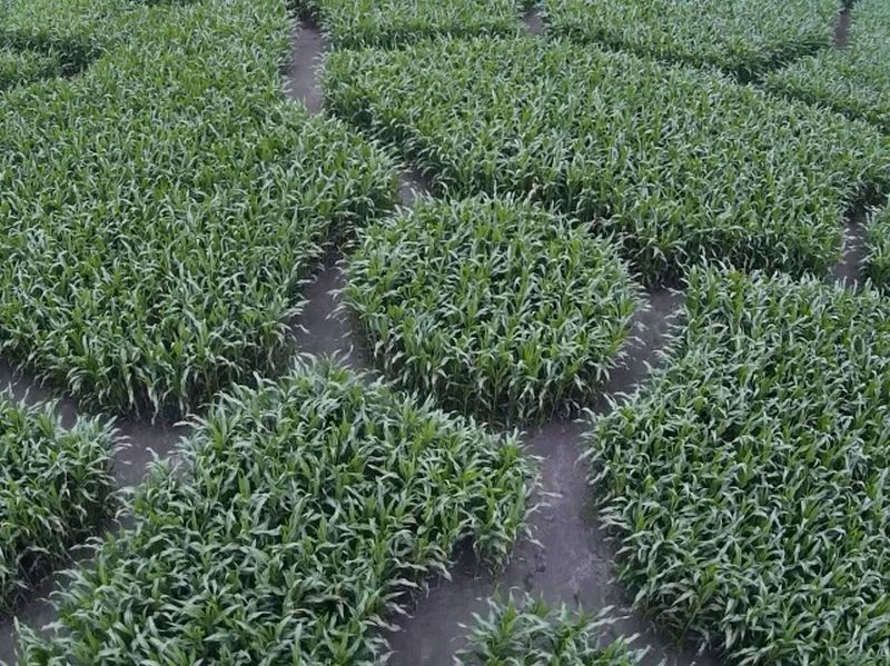 Maislabyrinth Venne 2014 - Fotogalerie - 63 von 100