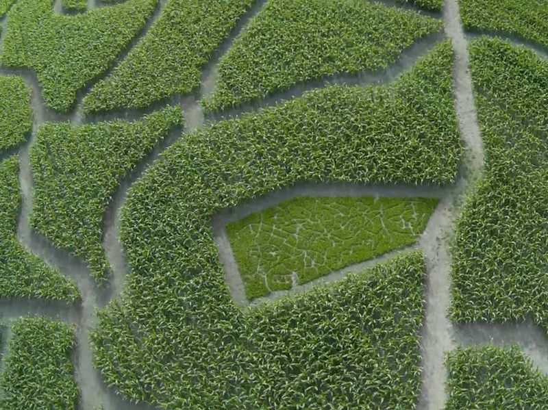 Maislabyrinth Venne 2014 - Fotogalerie - 52 von 100