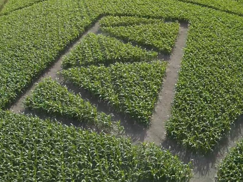 Maislabyrinth Venne 2014 - Fotogalerie - 50 von 100